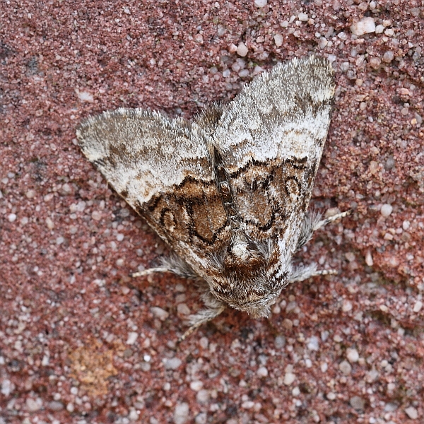 Colacasia coryli (Nut-tree Tussock).JPG